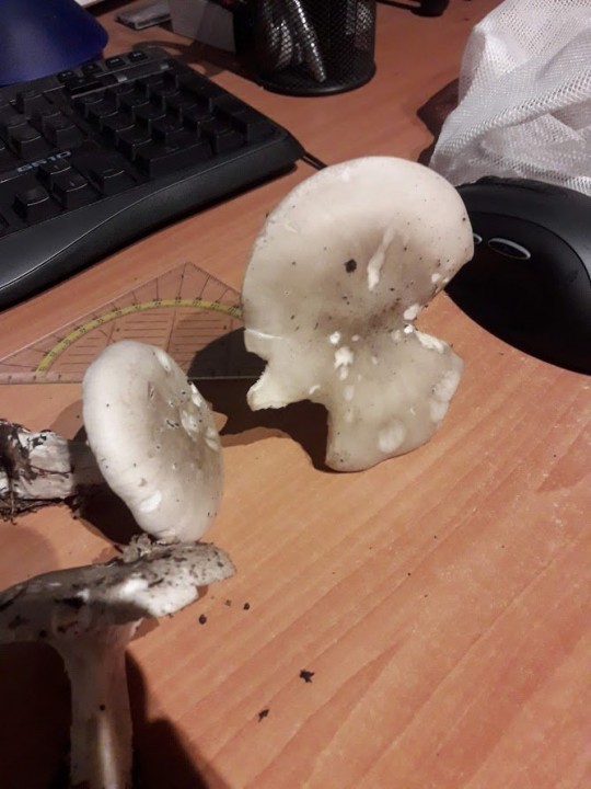 20201024_171901.jpg