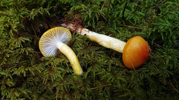 Hygrophorus speciosus.jpg