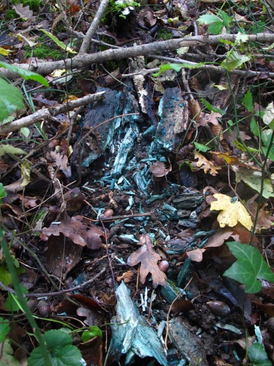 Champignons bleus 2.JPG