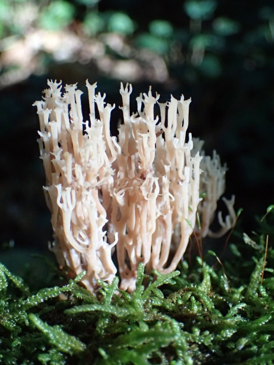 Artomyces-pyxidatus-(1).jpg