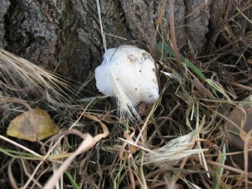 Agrocybe aegerita 3.jpg