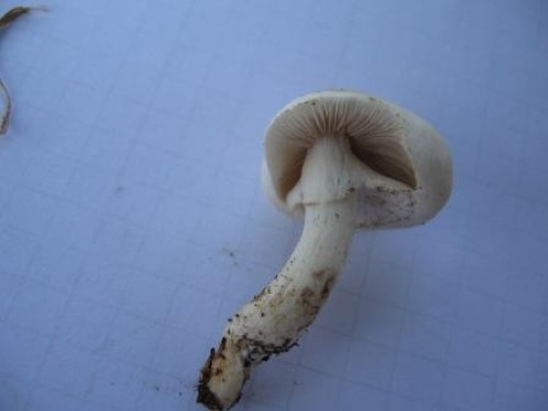 Agrocybe aegerita 2.jpg