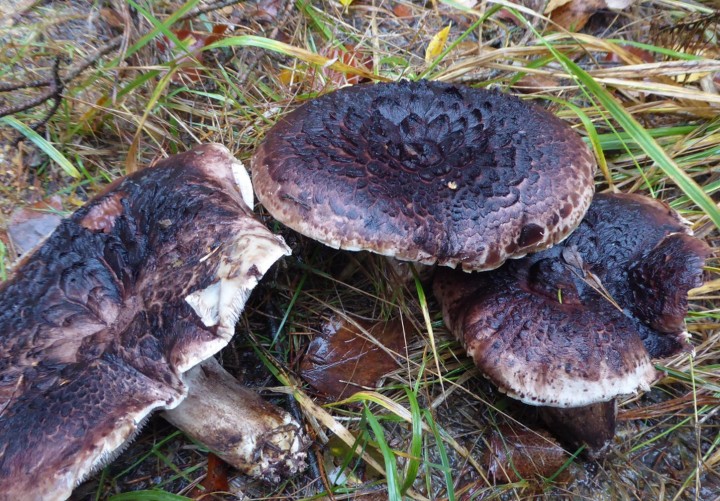P1120241 (copie 1).JPG