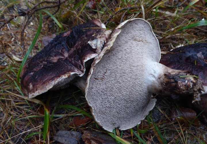 P1120242 (copie 1).JPG