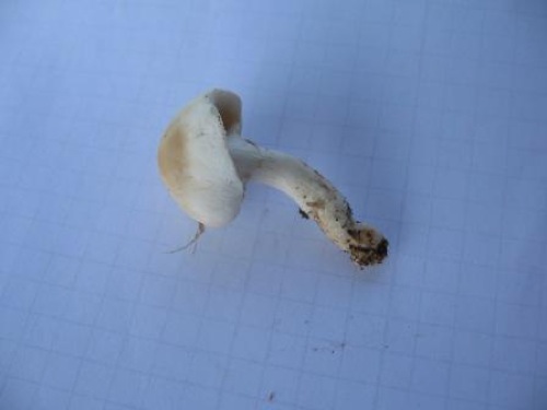 Agrocybe aegerita.jpg