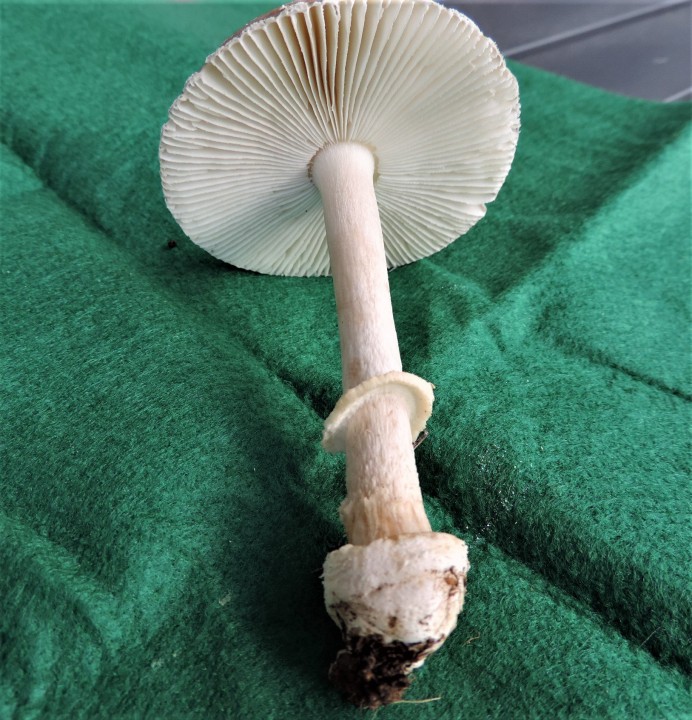 DSCN6713-4.jpg