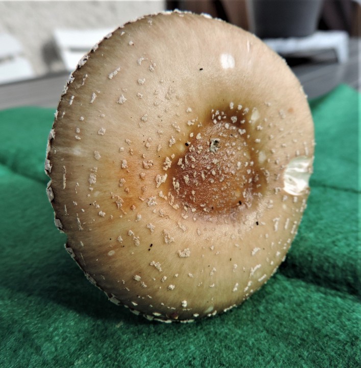 DSCN6710.JPG