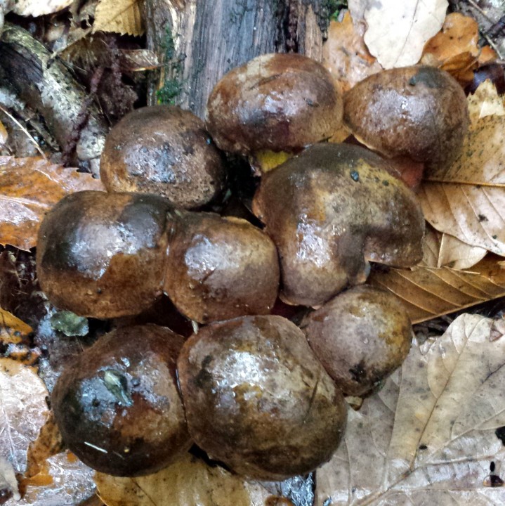 Boletus erythropus (L'Isle-Adam 30/10/18) - cliquer sur l'image pour agrandir