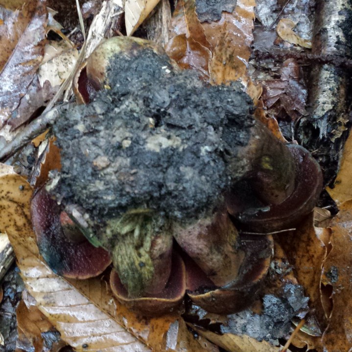 Boletus erythropus (L'Isle-Adam 30/10/18) - cliquer sur l'image pour agrandir