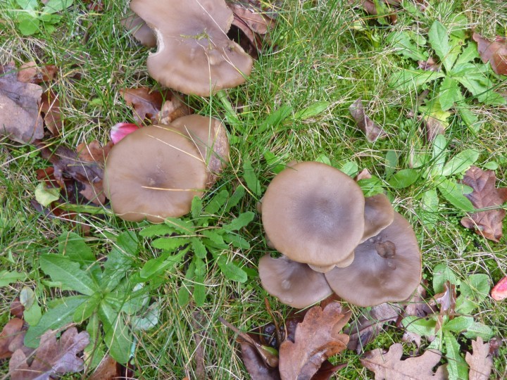P1110101.JPG