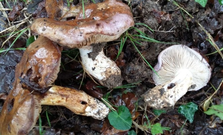 20201101_135210.jpg