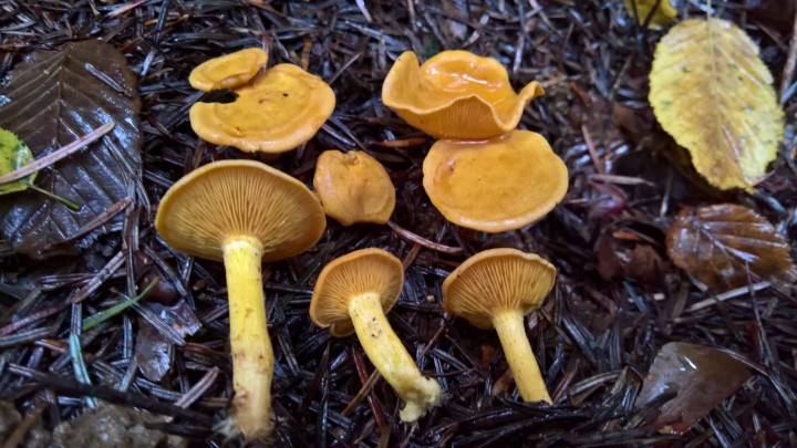 WP_20201029_11_49_13_Rich.jpg