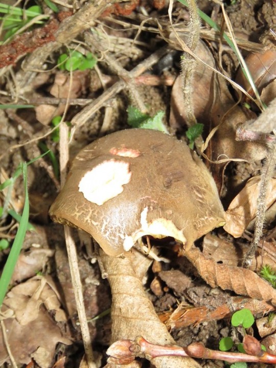 Xerocomellus chrysenteron 31 OCT 2020 QUINS (5).JPG