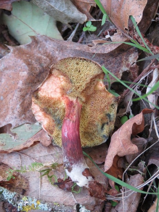 Xerocomellus chrysenteron 31 OCT 2020 QUINS (7).JPG