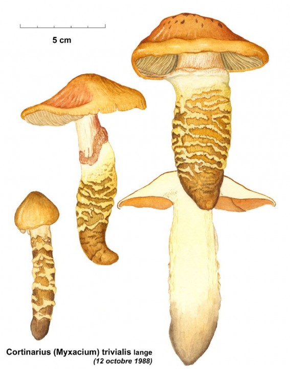 2060_Cortinarius_trivialis.jpg