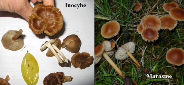 Inocybe et Marasme.jpg