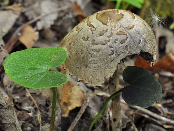 Psathyrella_sporee_2.jpg