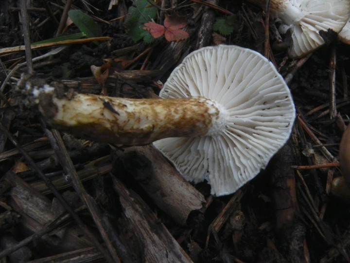 DSCN0634.JPG