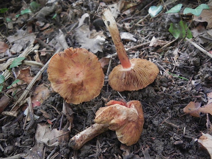DSCN0616.JPG
