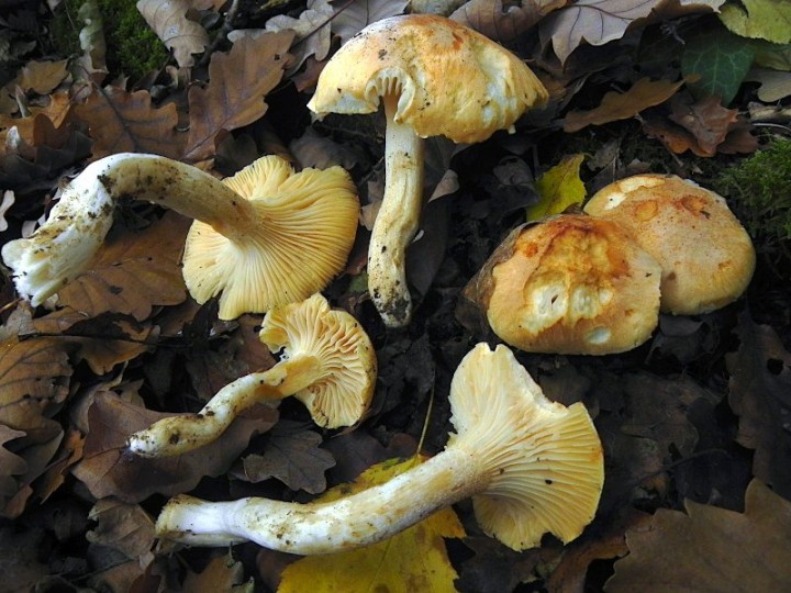 DSCN0657b.JPG