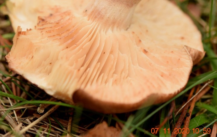 DSC_1451_01.JPG