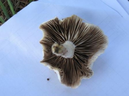 Agrocybe aegerita 4.jpg