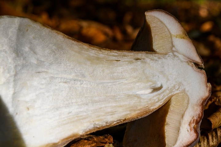 _DSC0354.jpg
