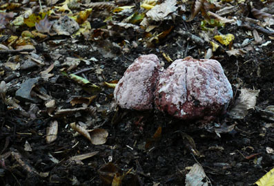 champignons 028bis.jpg