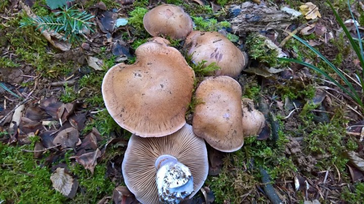 Cortinarius variecolor .jpg