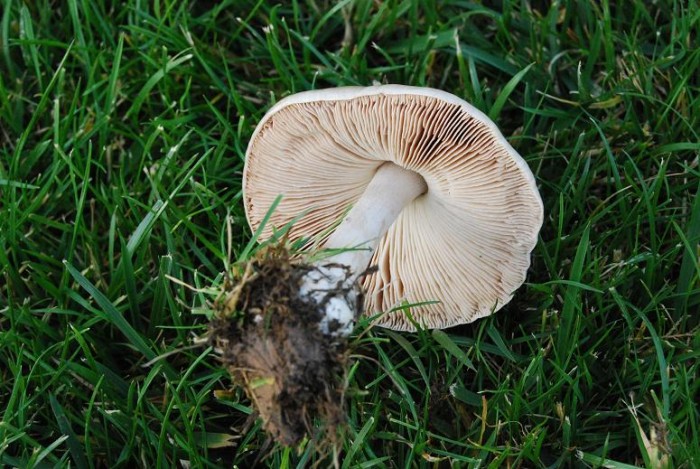DSC_0102 b.JPG