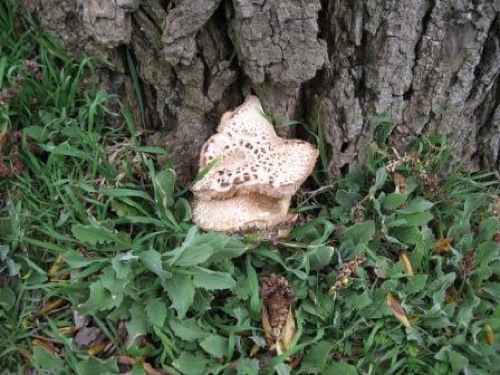 Agrocybe aegerita 6.JPG