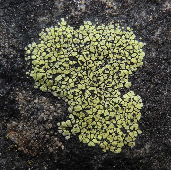 Rhizo geo.jpg