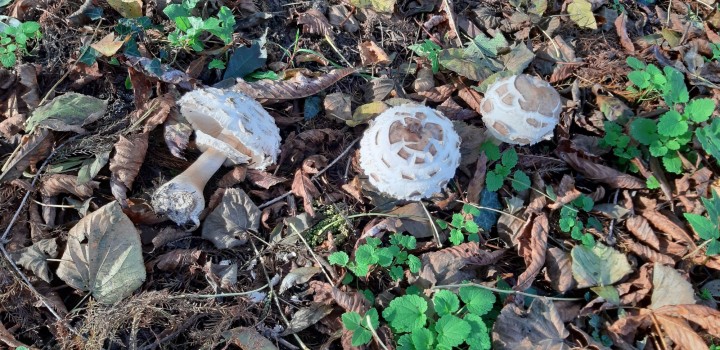 20201109_130123.jpg