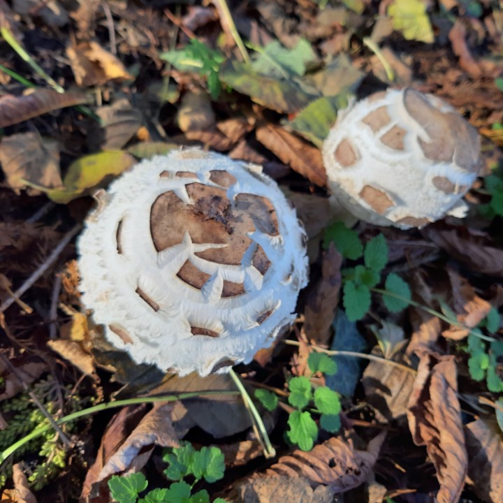 20201109_130206.jpg