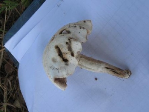 Agrocybe aegerita 5.jpg