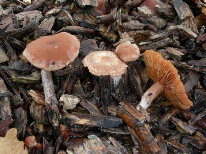 TUBARIA CONSPERSA ?