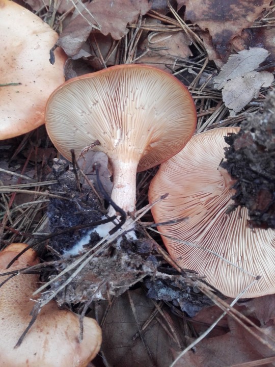 20201109_133832.jpg