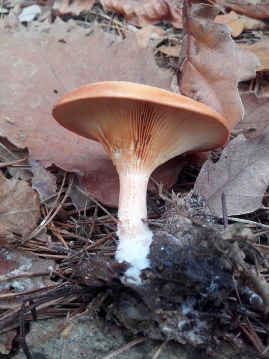 20201109_133920.jpg
