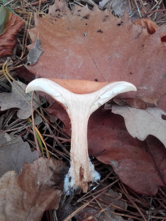 20201109_133934.jpg