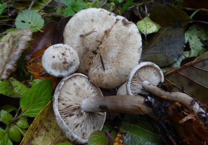 P1120280 (copie 1).JPG