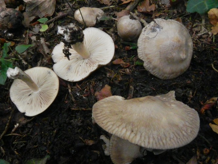 DSCN0488.JPG