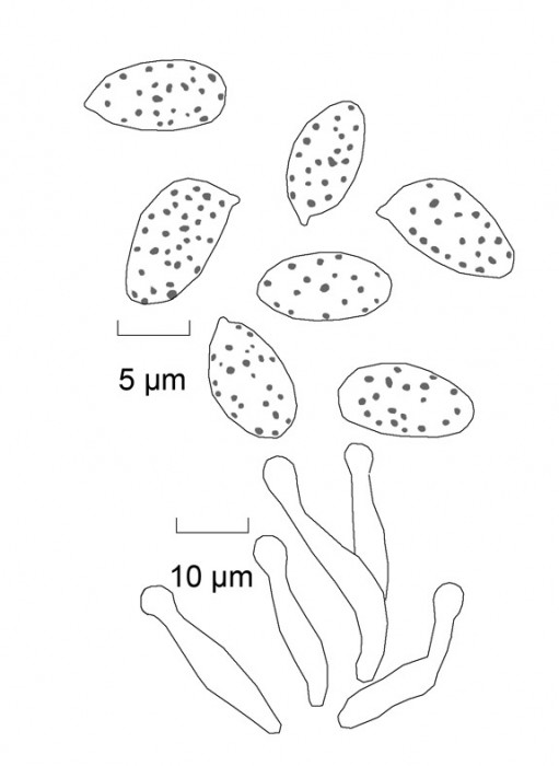 Microgal.jpg