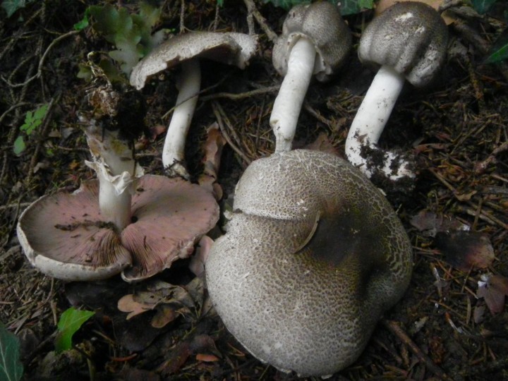 DSCN0486.JPG