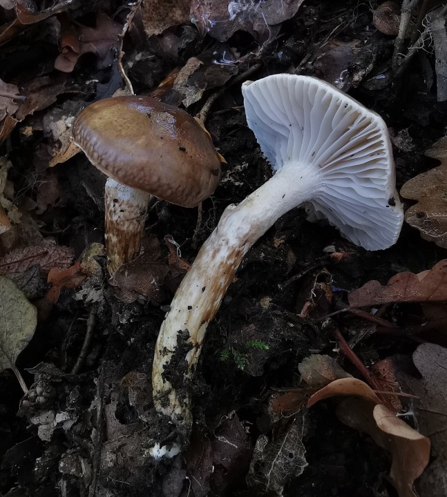 655D2477-079D-4C75-BE19-06710C00A625.jpeg