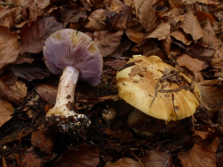 Cortinarius.JPG