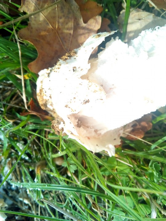IMG_20201116_155303.jpg