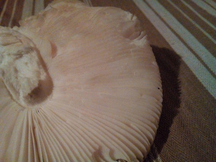 IMG_20201116_210258.jpg
