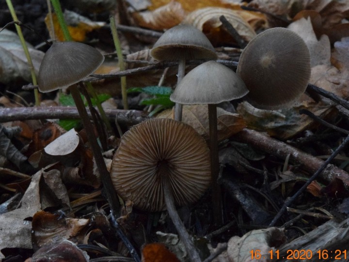DSC_1486_01.JPG
