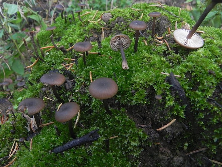 DSCN0810b.JPG