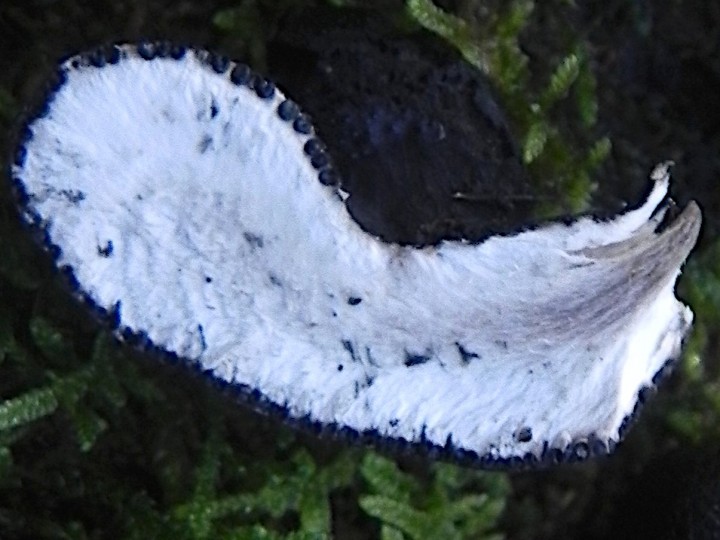 DSCN0828b.JPG